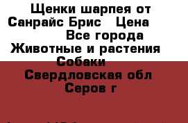 Щенки шарпея от Санрайс Брис › Цена ­ 30 000 - Все города Животные и растения » Собаки   . Свердловская обл.,Серов г.